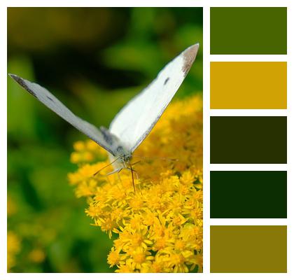 Pollination Yellow Flowers Butterfly Image